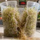 alfalfa sprouts outbreak linked to Minneapolis grower recall